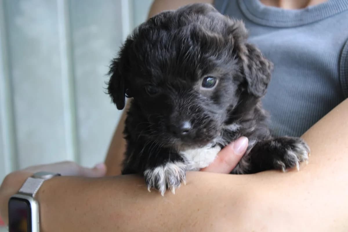 Ozai, male puppy Mixed Breed for adoption at Ein Herz für Streuner e.V., München