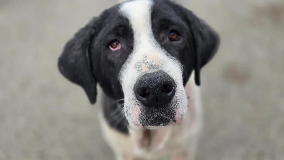 Ozzy, male senior Mixed Breed for adoption at Ein Herz für Streuner e.V., München
