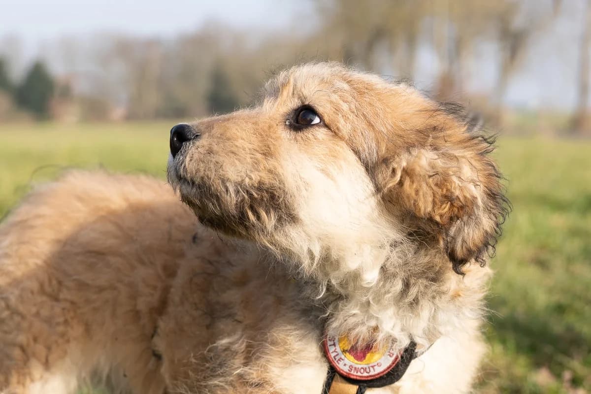 Ozzy, male puppy Mixed Breed for adoption at Ein Herz für Streuner e.V., München