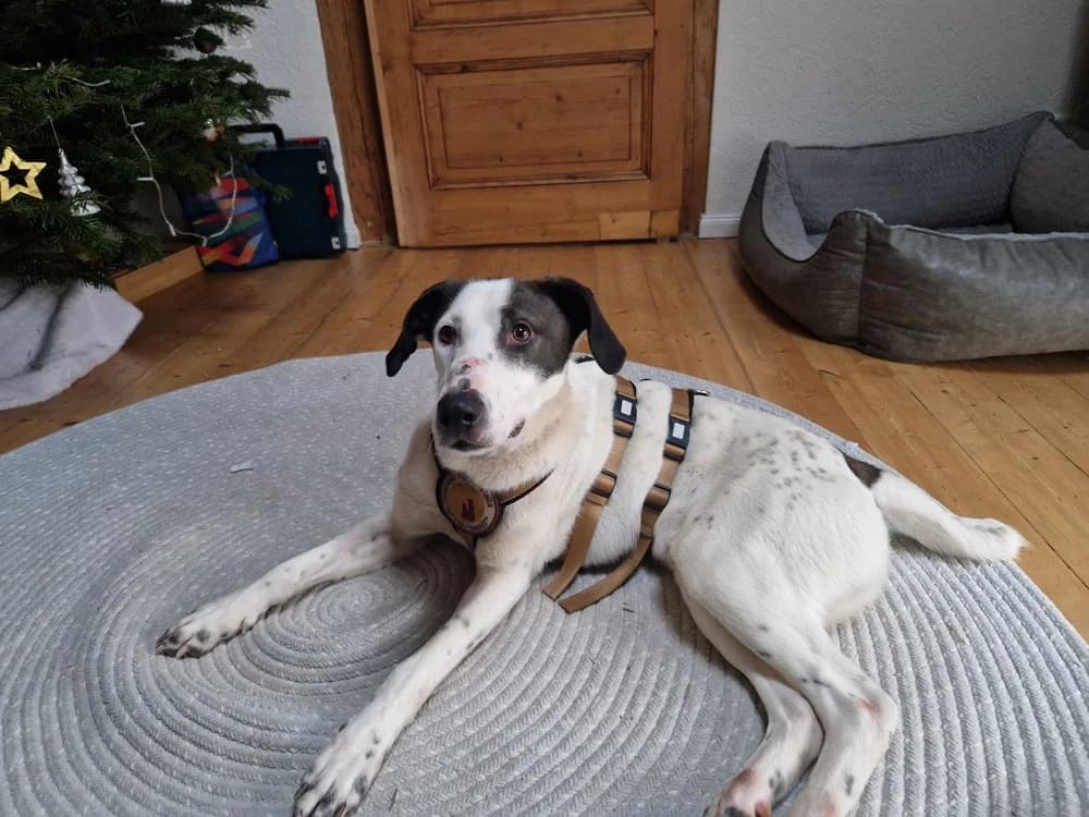 Ozzy, male 5yo Mixed Breed for adoption at Ein Herz für Streuner e.V., München