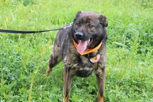 Pablo, male 7yo Mixed Breed for adoption at Ein Herz für Streuner e.V., München