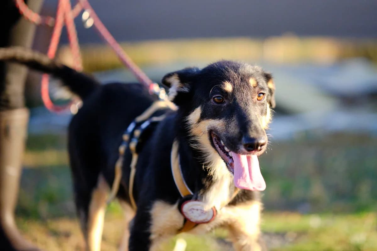 Pablo, male puppy Mixed Breed for adoption at Ein Herz für Streuner e.V., München