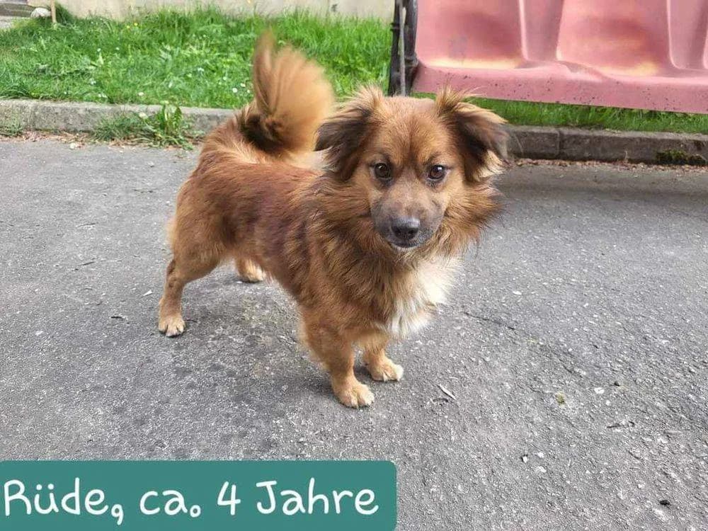 Pacey, Mixed Breed for adoption at Ein Herz für Streuner e.V., München