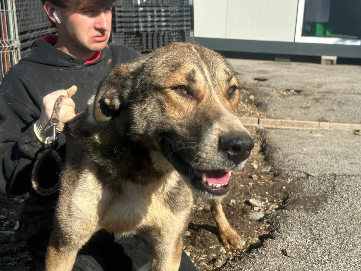 Packo, male 3yo Mixed Breed for adoption at Ein Herz für Streuner e.V., München