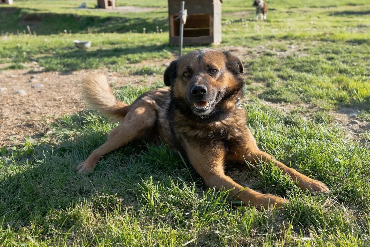 Paco, young Mixed Breed for adoption at Ein Herz für Streuner e.V., München