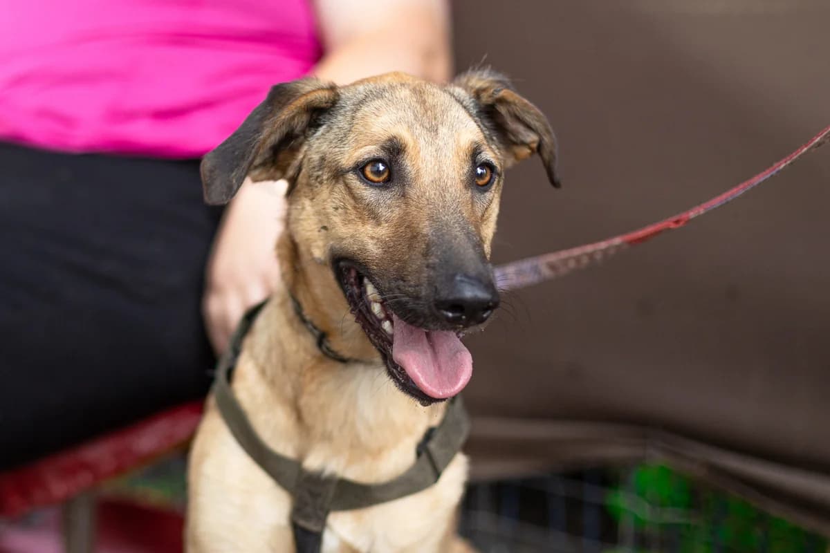 Paco, male young Mixed Breed for adoption at Ein Herz für Streuner e.V., München