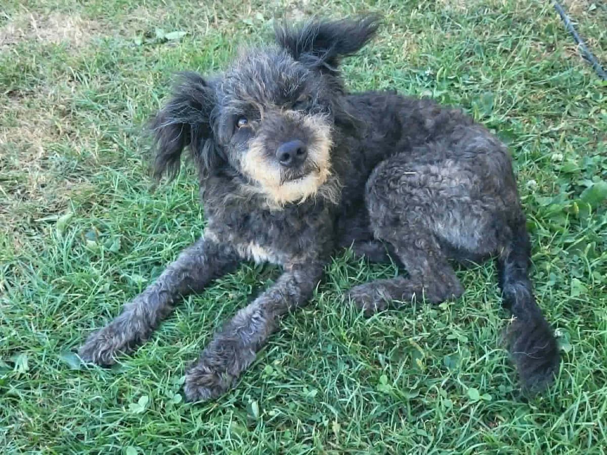 Pacolina, female 6yo Mixed Breed for adoption at Ein Herz für Streuner e.V., München