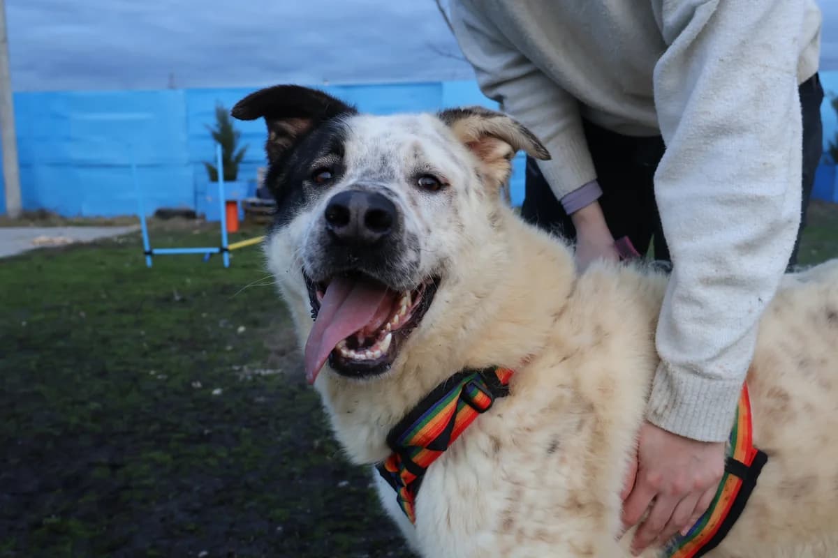 Padawan, weiß male 5yo Mixed Breed for adoption at Ein Herz für Streuner e.V., München