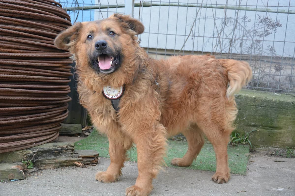 Paddington, male young Mixed Breed for adoption at Ein Herz für Streuner e.V., München