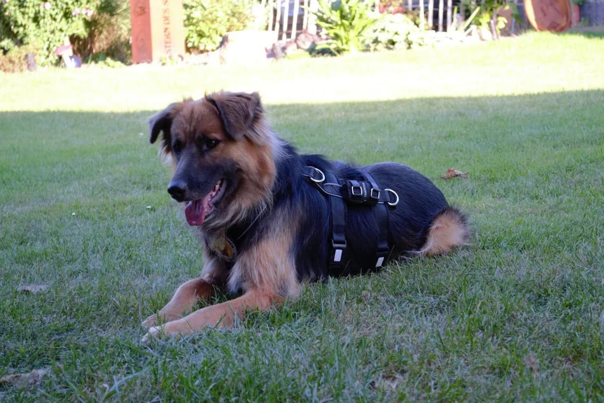 Paddington, schwarz male 5yo Mixed Breed for adoption at Ein Herz für Streuner e.V., München