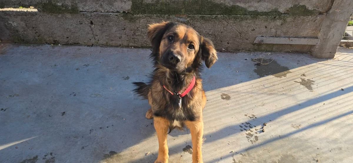 Paddington, braun male 5yo Mixed Breed for adoption at Ein Herz für Streuner e.V., München