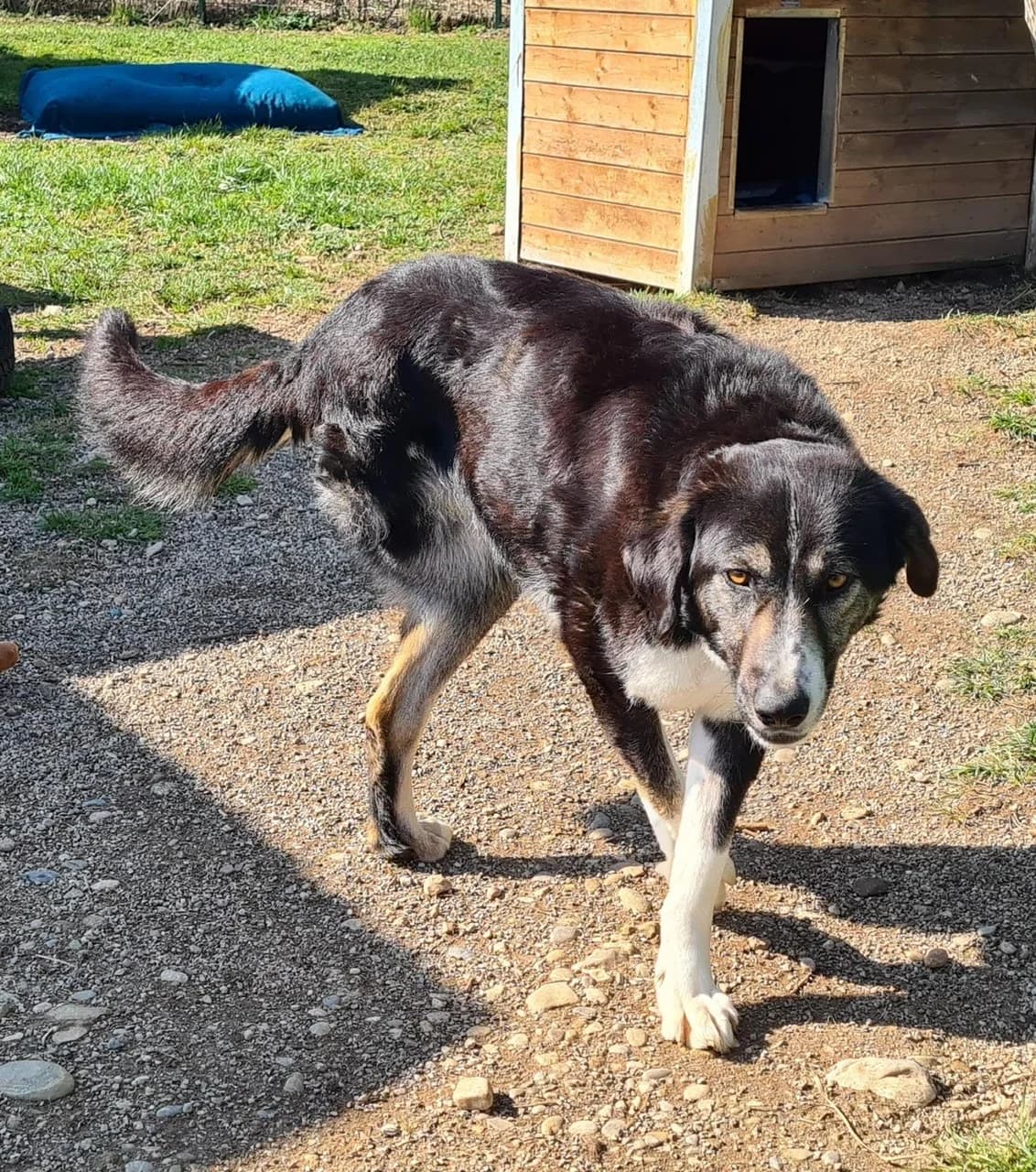 Padmé, female 3yo Mixed Breed for adoption at Ein Herz für Streuner e.V., München