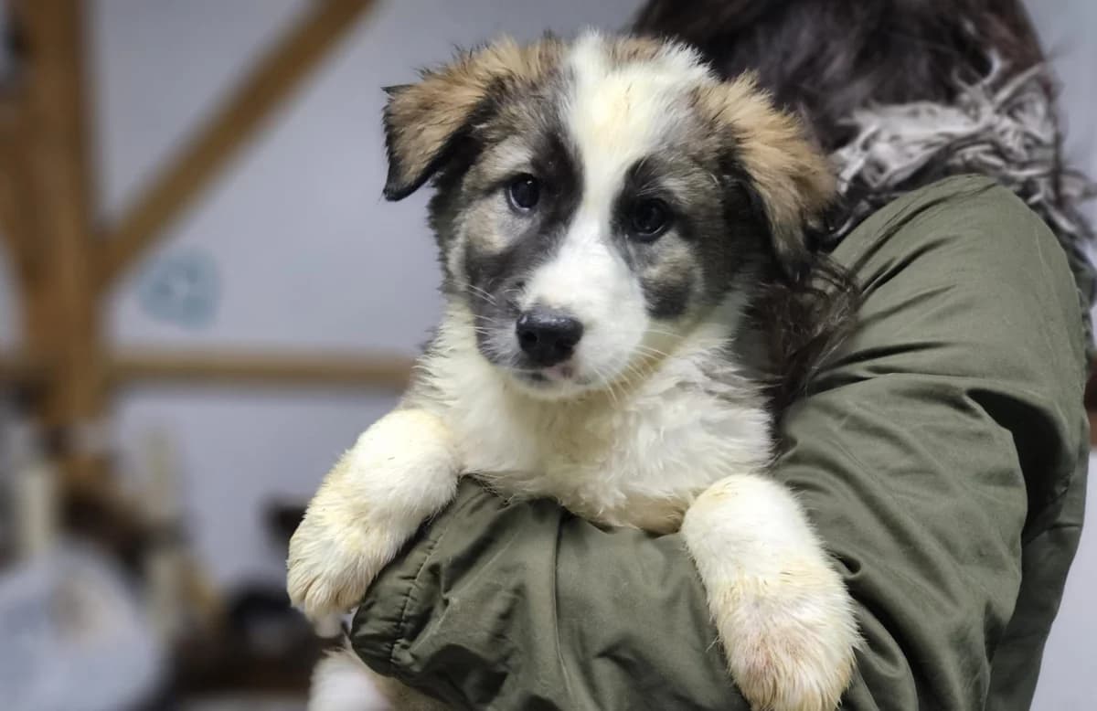 Paffutello, male puppy Mixed Breed for adoption at Ein Herz für Streuner e.V., München