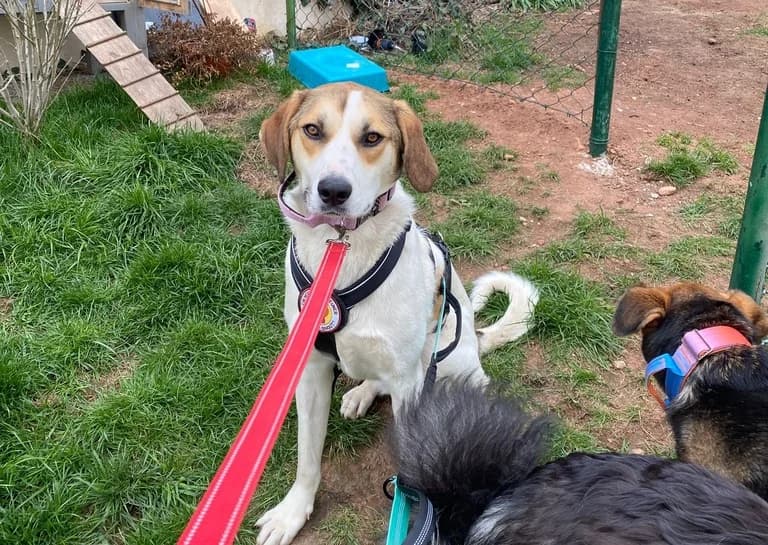 Pai, female 5yo Mixed Breed for adoption at Ein Herz für Streuner e.V., München