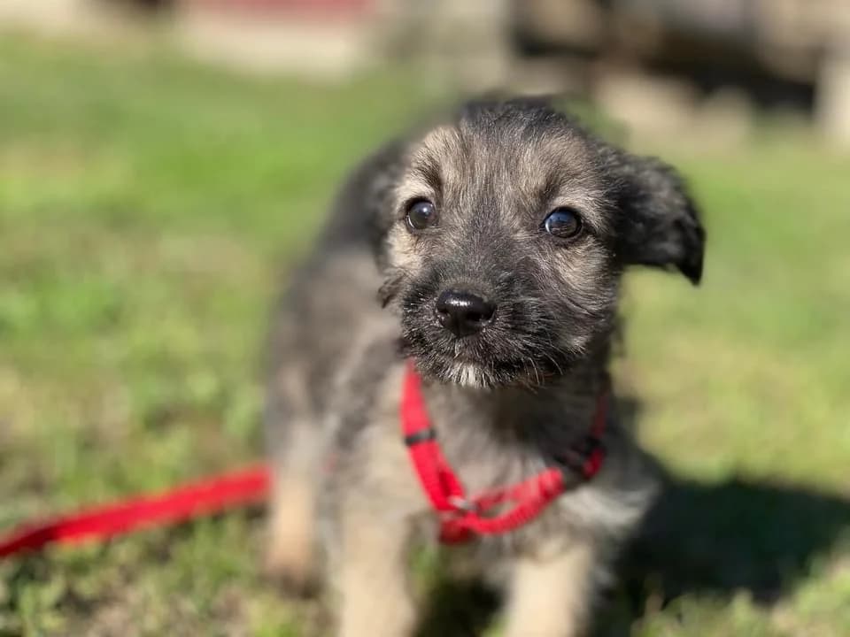 Paige, female puppy Mixed Breed for adoption at Ein Herz für Streuner e.V., München