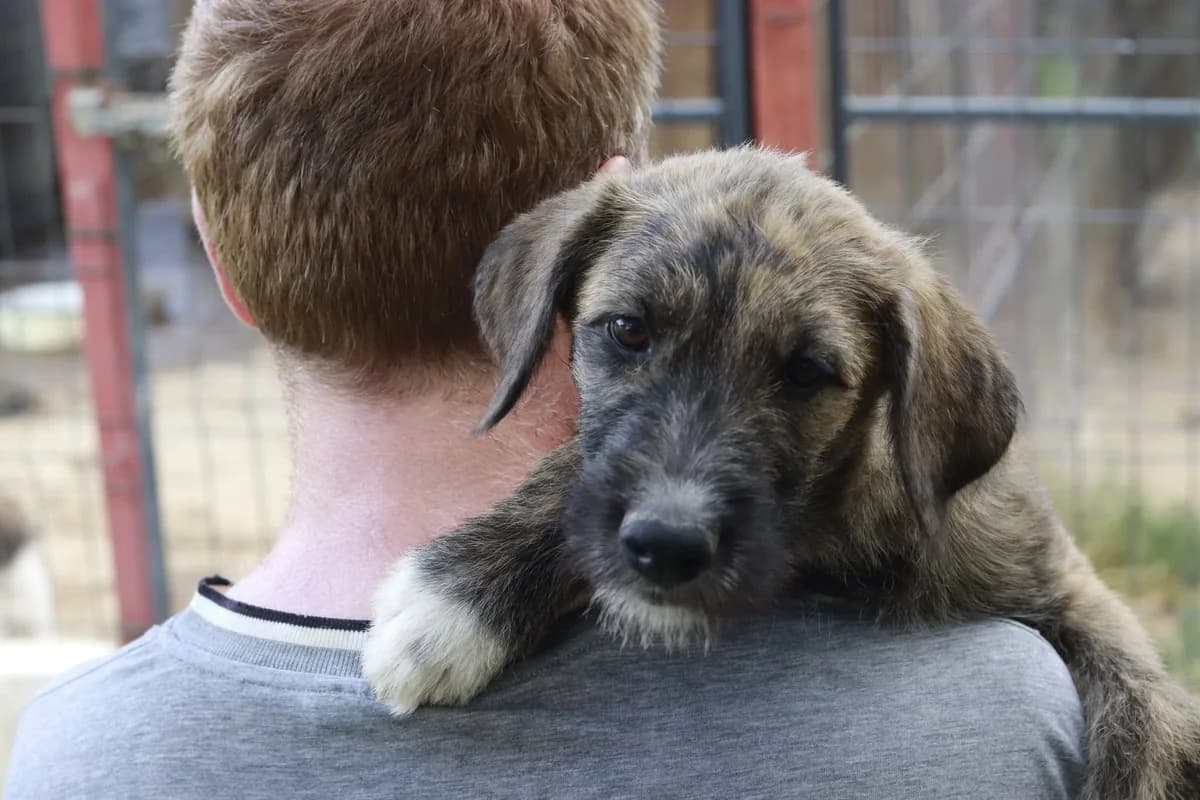 Paisa, weiß female puppy Mixed Breed for adoption at Ein Herz für Streuner e.V., München