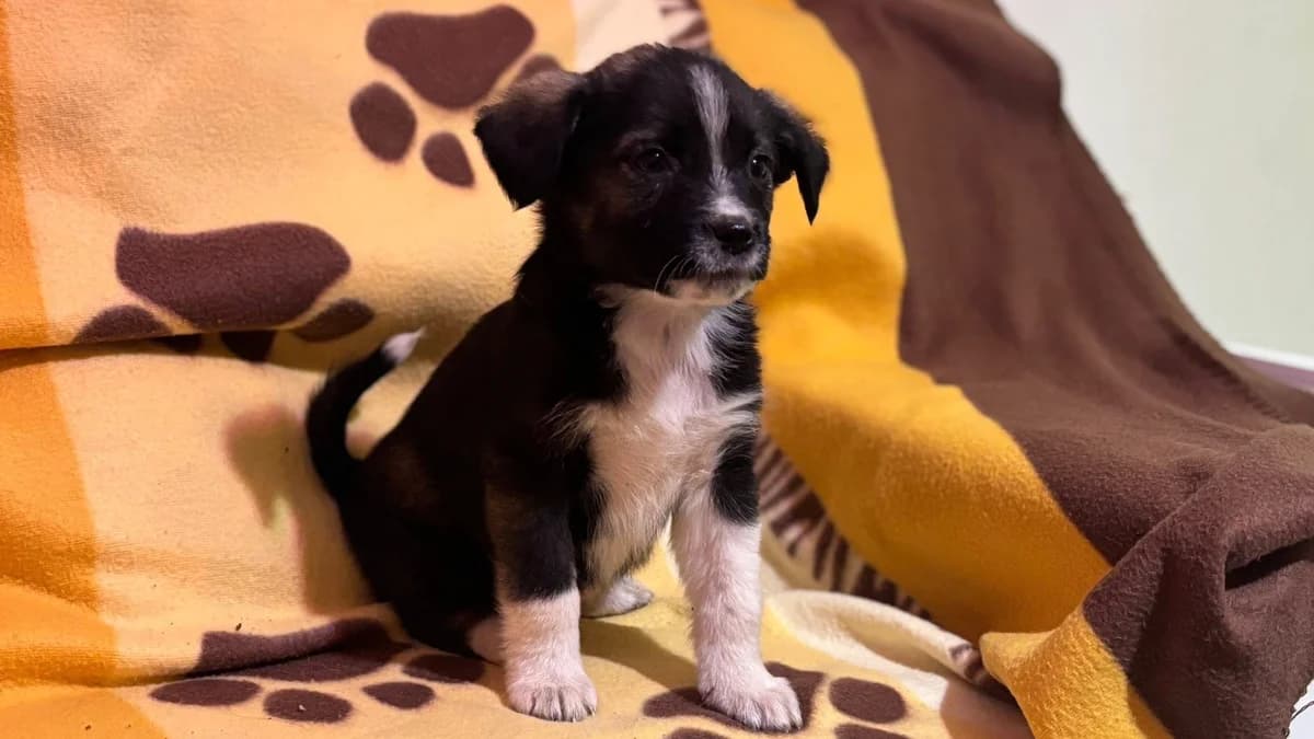 Pakkun, braun male puppy Mixed Breed for adoption at Ein Herz für Streuner e.V., München