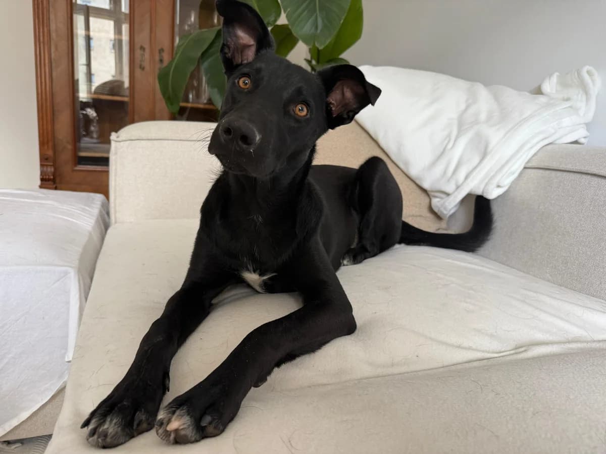Pal, male 5yo Mixed Breed for adoption at Ein Herz für Streuner e.V., München