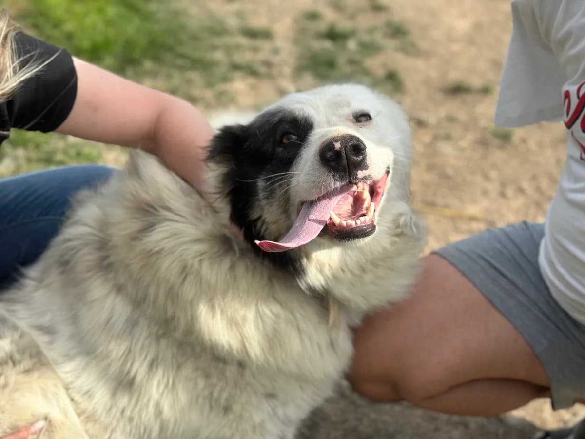 Palina, braun female 3yo Mixed Breed for adoption at Ein Herz für Streuner e.V., München