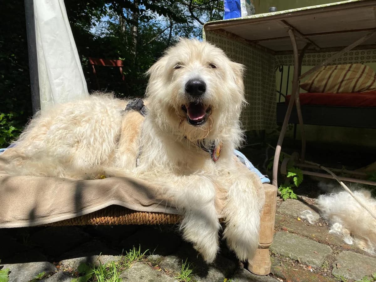 Palma, female senior Mixed Breed for adoption at Ein Herz für Streuner e.V., München