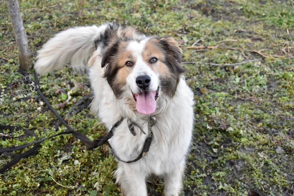 Paloma, female senior Mixed Breed for adoption at Ein Herz für Streuner e.V., München