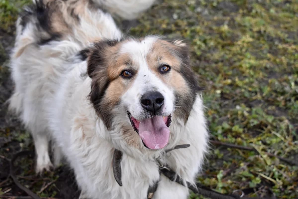 Paloma, female senior Mixed Breed for adoption at Ein Herz für Streuner e.V., München