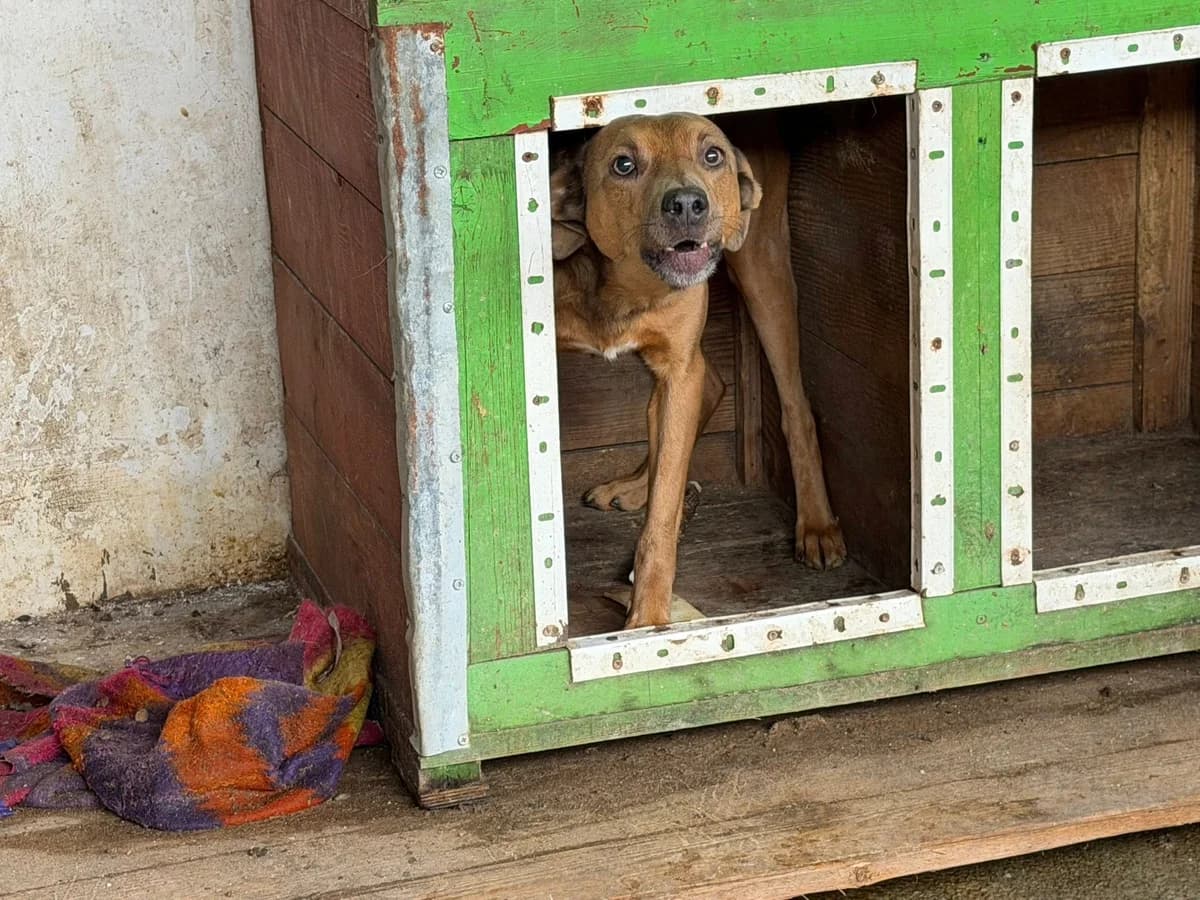 Pamella, female 3yo Mixed Breed for adoption at Ein Herz für Streuner e.V., München