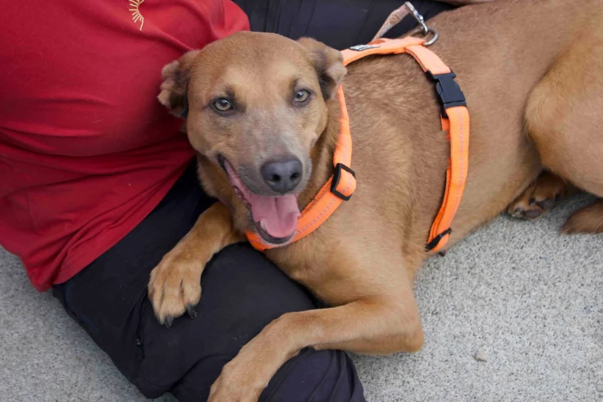Pamella, female 5yo Mixed Breed for adoption at Ein Herz für Streuner e.V., München