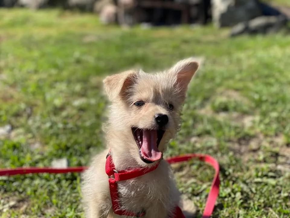 Pamina, female puppy Mixed Breed for adoption at Ein Herz für Streuner e.V., München