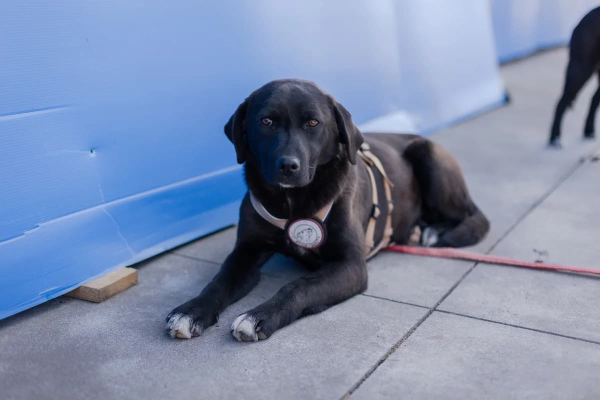 Pamina, weiß female 5yo Mixed Breed for adoption at Ein Herz für Streuner e.V., München