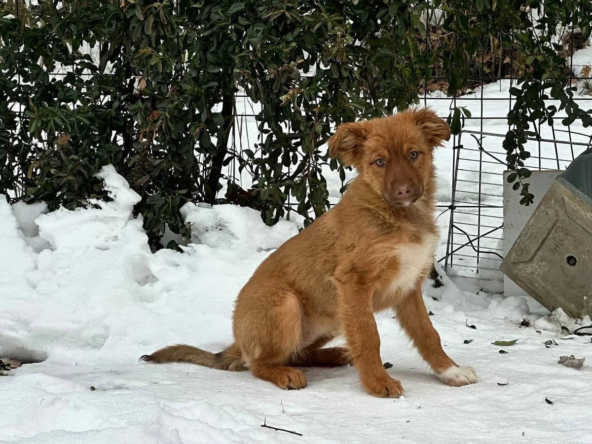 Pamplona, weiß female puppy Mixed Breed for adoption at Ein Herz für Streuner e.V., München