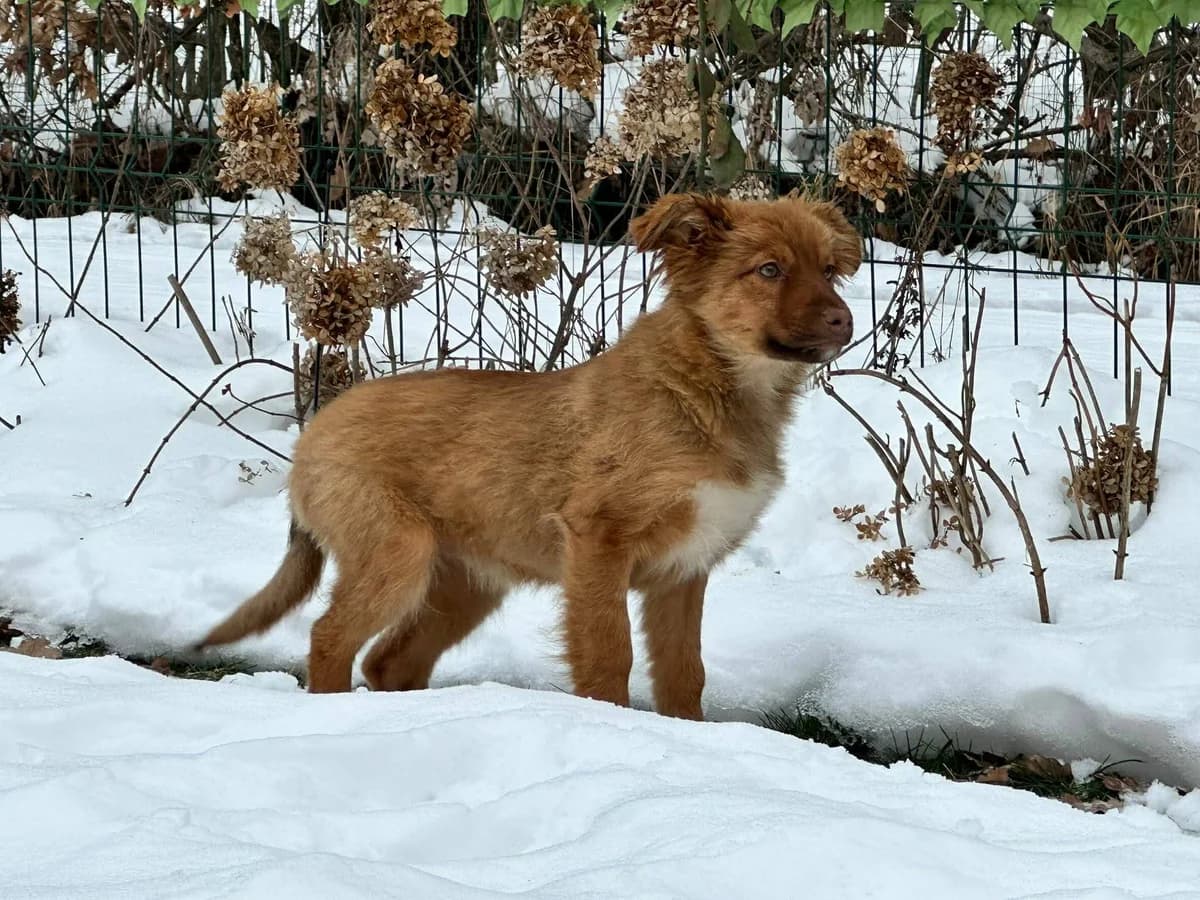 Pamplona, weiß female puppy Mixed Breed for adoption at Ein Herz für Streuner e.V., München