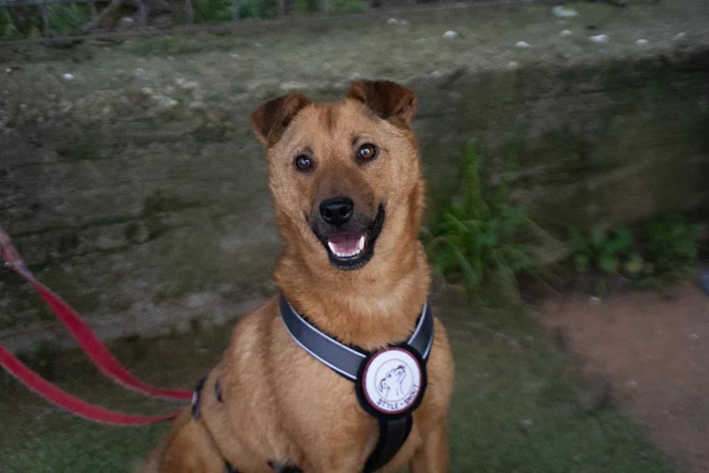Panama, female 4yo Mixed Breed for adoption at Ein Herz für Streuner e.V., München