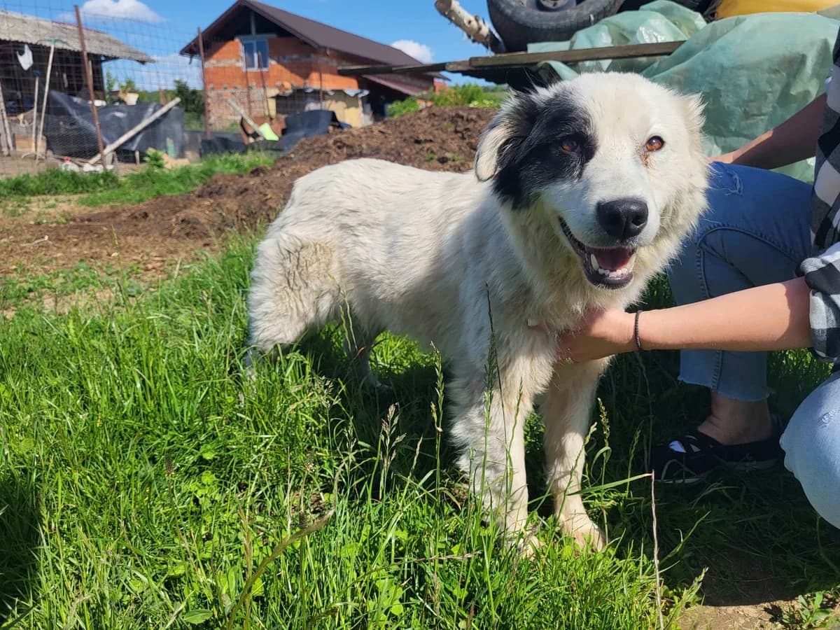 Panda, female young Mixed Breed for adoption at Ein Herz für Streuner e.V., München