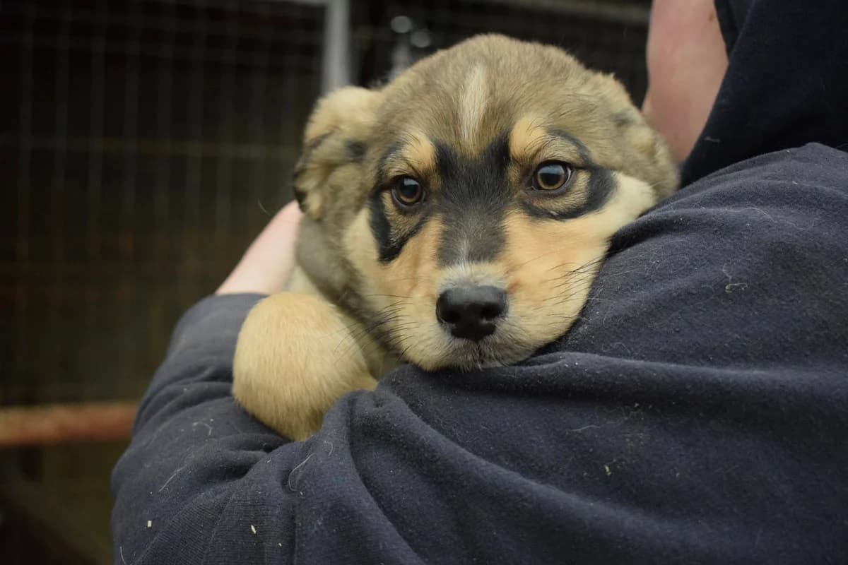 Panda, schwarz male puppy Mixed Breed for adoption at Ein Herz für Streuner e.V., München