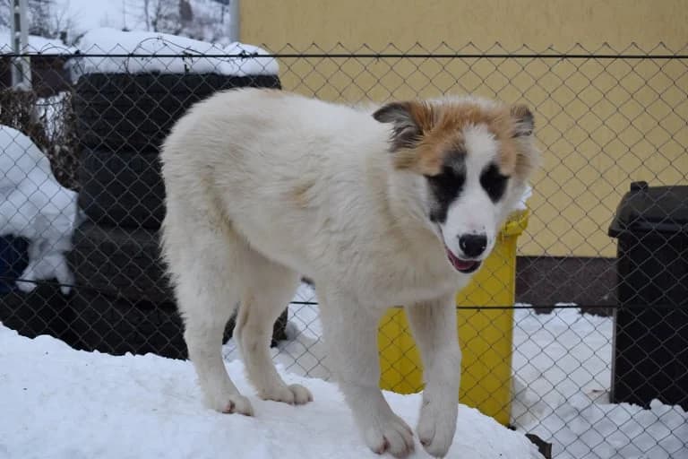 Panda, female 5yo Mixed Breed for adoption at Ein Herz für Streuner e.V., München