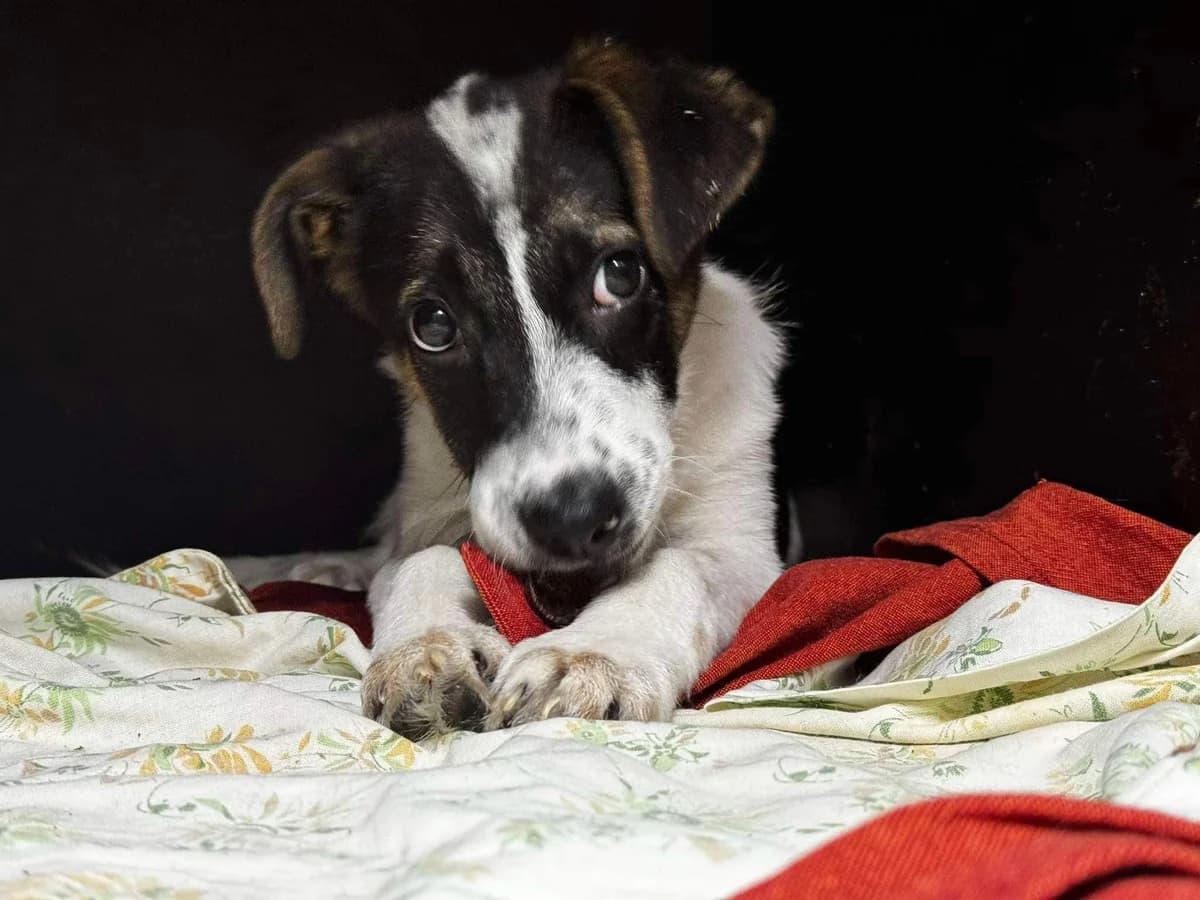 Pandora, female puppy Mixed Breed for adoption at Ein Herz für Streuner e.V., München