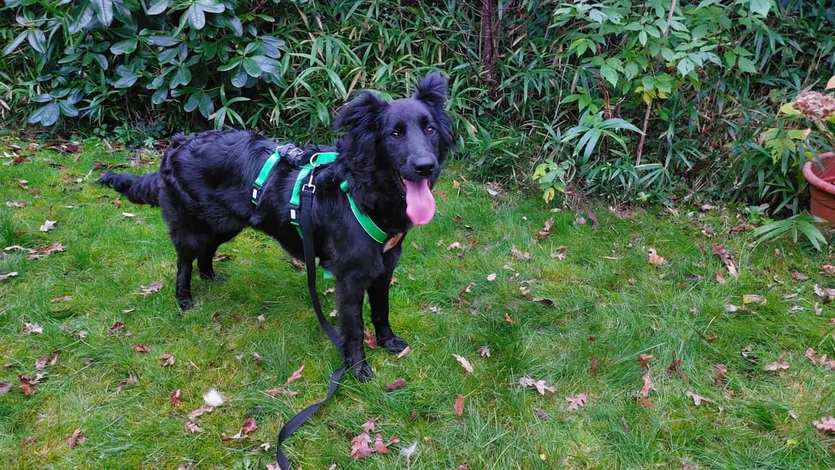 Panja, female young Mixed Breed for adoption at Ein Herz für Streuner e.V., München