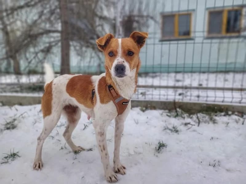 Panja, weiß female young Mixed Breed for adoption at Ein Herz für Streuner e.V., München