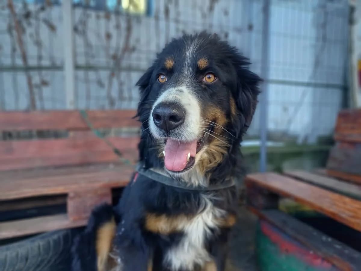 Pantera Negra, female 5yo Mixed Breed for adoption at Ein Herz für Streuner e.V., München