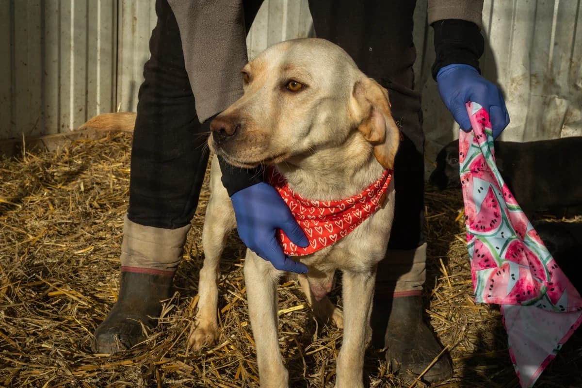 Paola, female 5yo Mixed Breed for adoption at Ein Herz für Streuner e.V., München