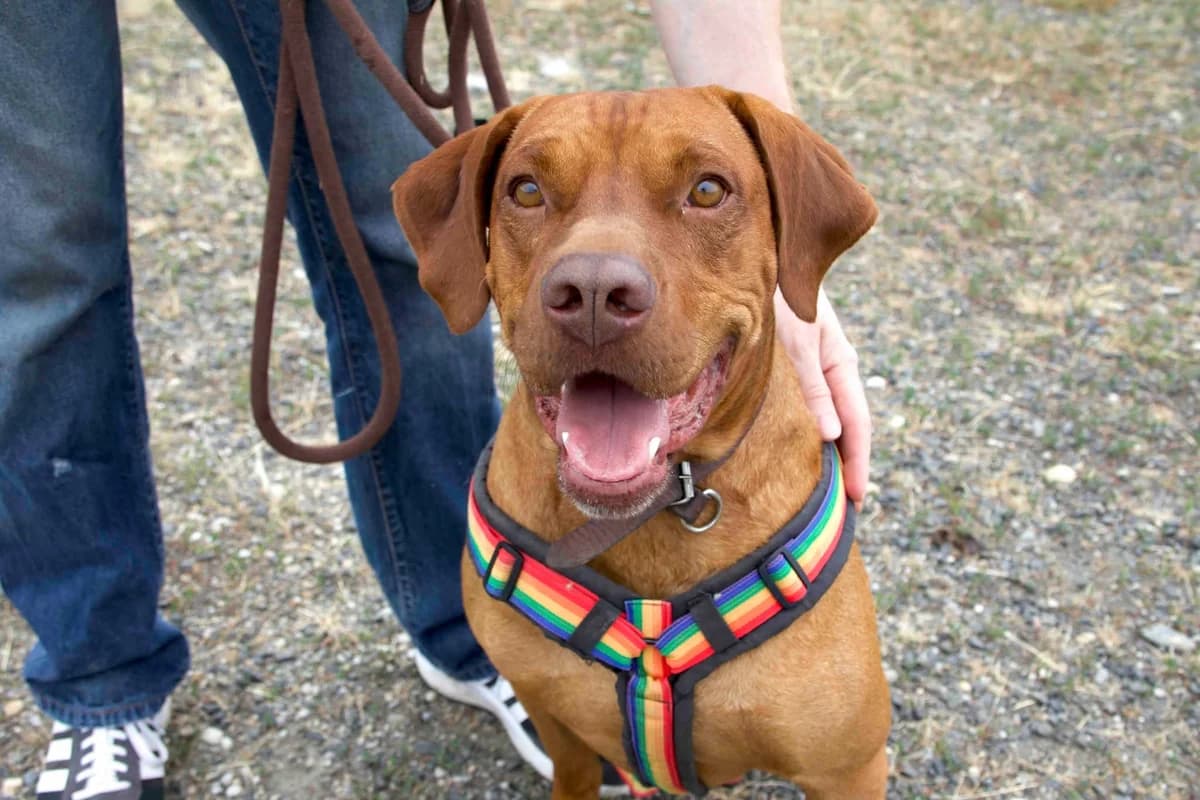 Paolo, golden male 5yo Mixed Breed for adoption at Ein Herz für Streuner e.V., München
