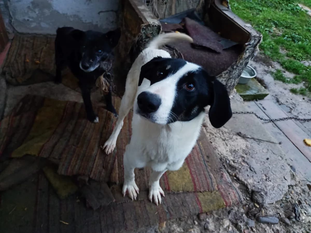 Paolo, male 5yo Mixed Breed for adoption at Ein Herz für Streuner e.V., München