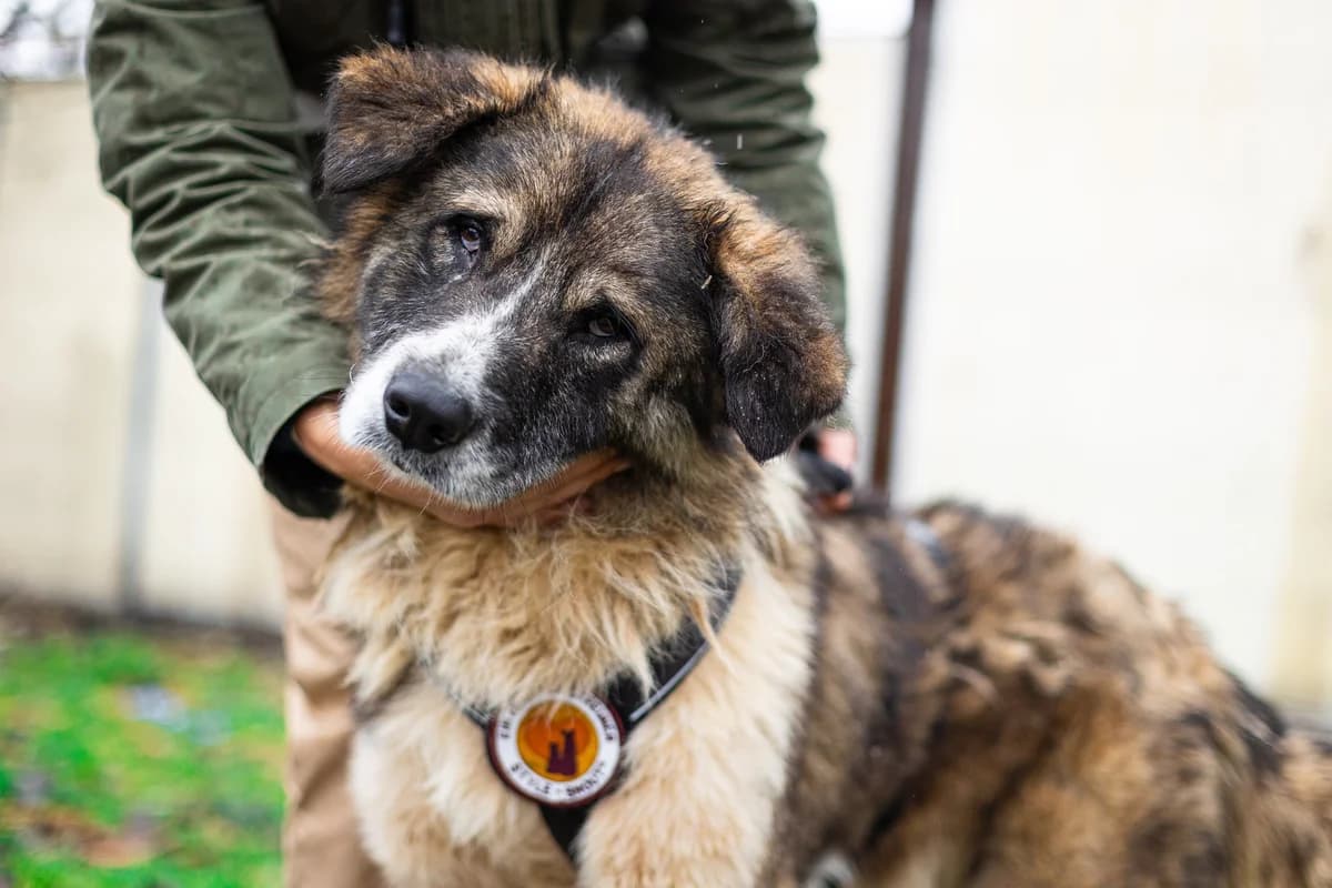 Papik, braun Mixed Breed for adoption at Ein Herz für Streuner e.V., München