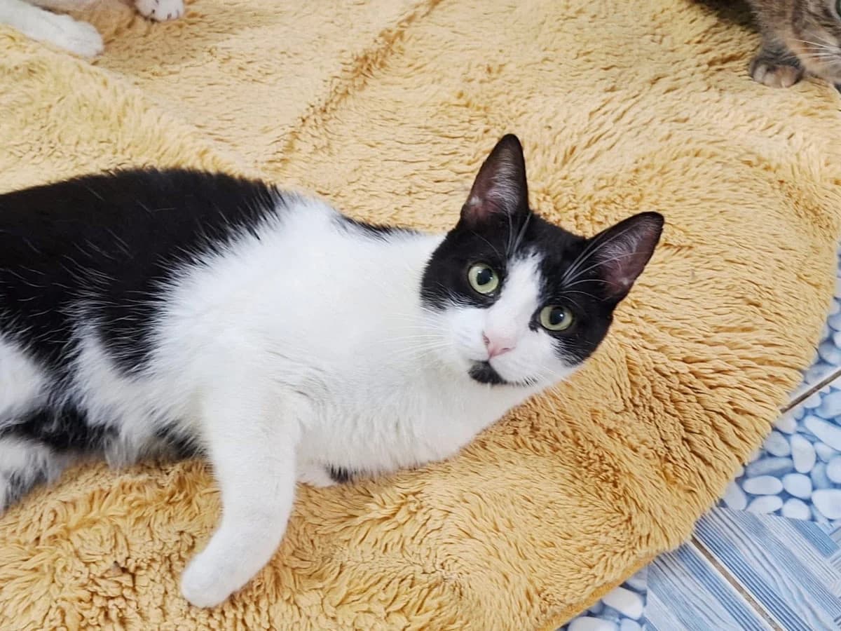 Papillon, male 5yo Mixed Breed for adoption at Ein Herz für Streuner e.V., München