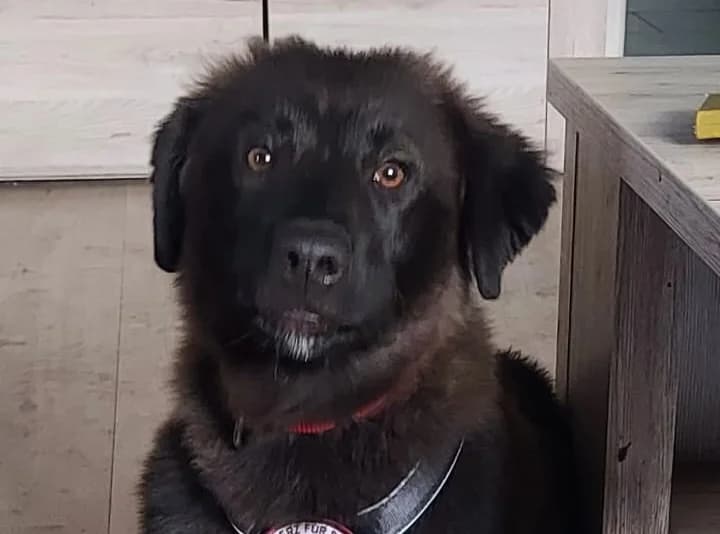 Paris, male puppy Mixed Breed for adoption at Ein Herz für Streuner e.V., München