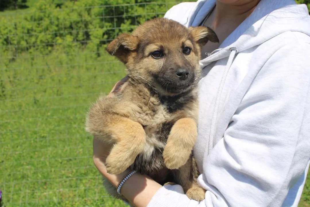 Parker, female puppy Mixed Breed for adoption at Ein Herz für Streuner e.V., München