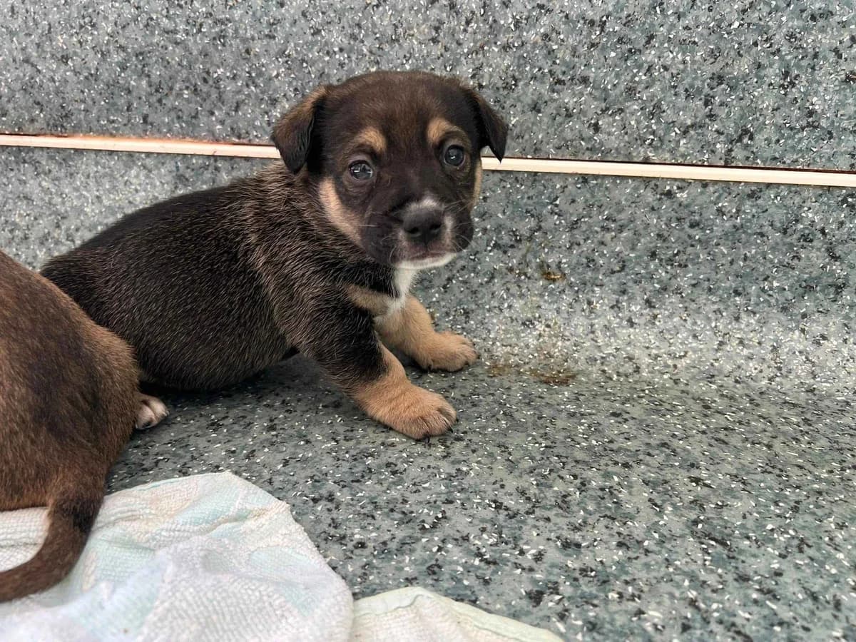 Pascha, male puppy Mixed Breed for adoption at Ein Herz für Streuner e.V., München