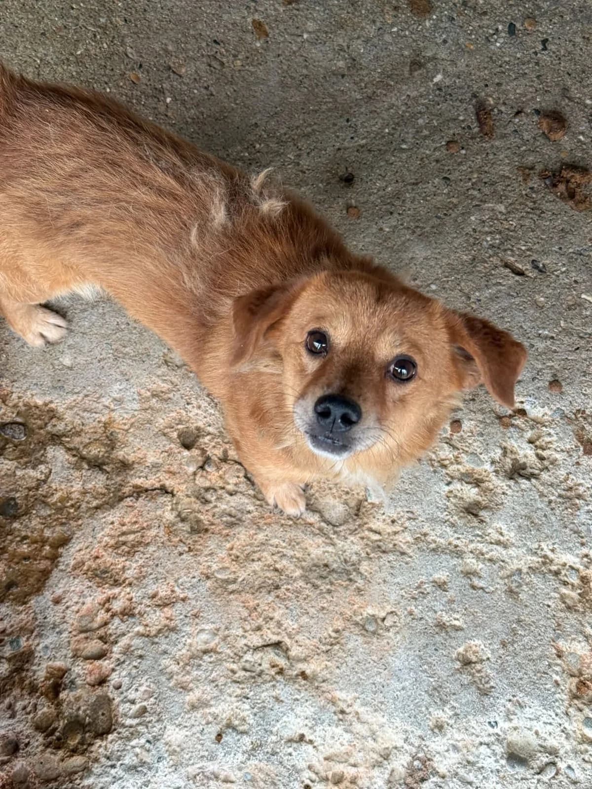 Pastuzo, male senior Mixed Breed for adoption at Ein Herz für Streuner e.V., München
