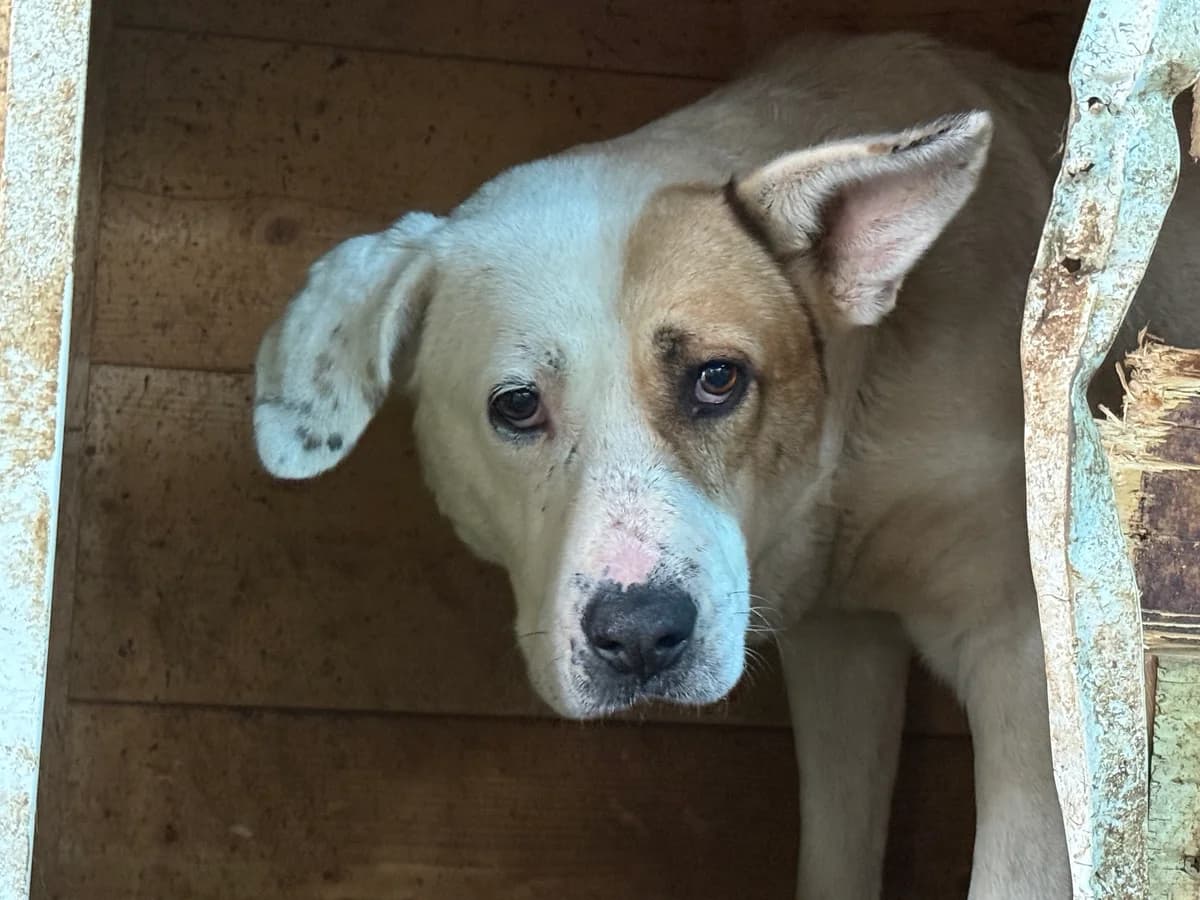 Patch, beige male 7yo Mixed Breed for adoption at Ein Herz für Streuner e.V., München